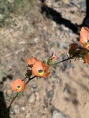 Sphaeralcea rusbyi