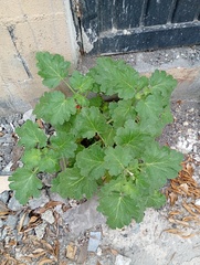 Eucnide lobata, photograph (c) Rodolfo Salinas Villarreal, some rights reserved (CC BY)
