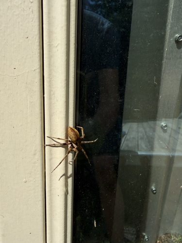 European Nursery Web spider