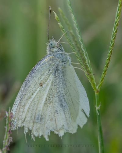 Small White