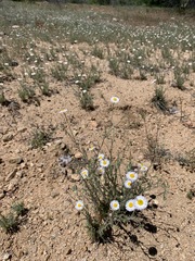 Erigeron concinnus