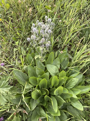 Наблюдение на iNaturalist