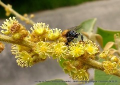 Palpada ruficeps