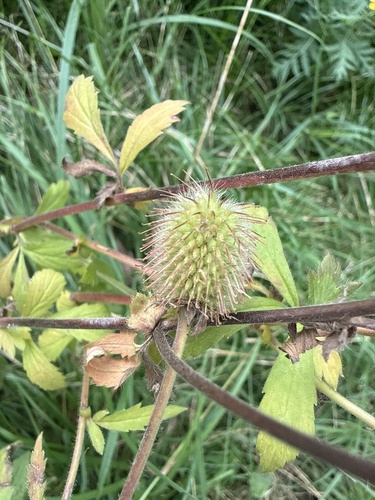 Наблюдение на iNaturalist
