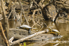 Trachemys venusta venusta