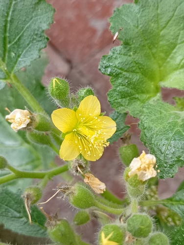Eucnide lobata, photograph 2