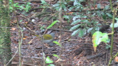 Myiothlypis leucoblephara