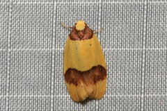 Heterallactis euchrysa