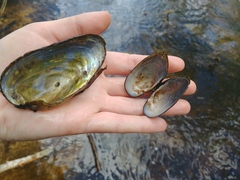 Alasmidonta undulata