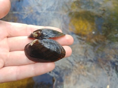 Alasmidonta undulata