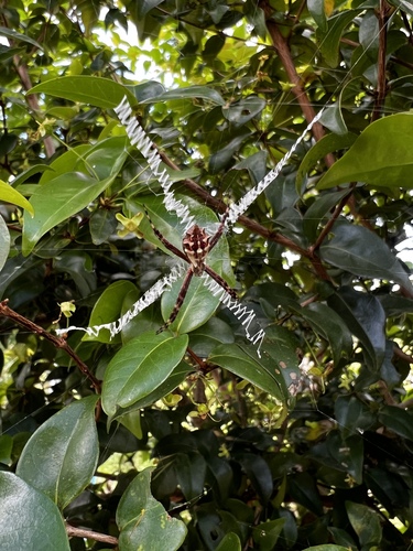 Silver Garden Orbweaver