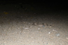 Crotalus cerastes cerastes