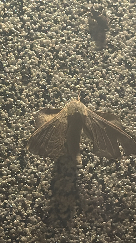Poplar Hawkmoth