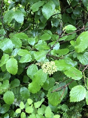 Viburnum ellipticum