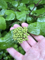Viburnum ellipticum