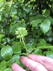 Viburnum ellipticum