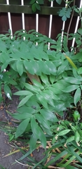 Polygonatum multiflorum