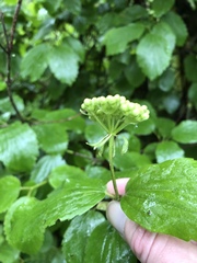 Viburnum ellipticum