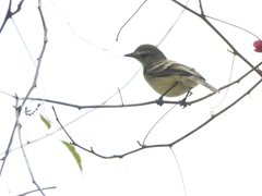 Nesotriccus incomtus