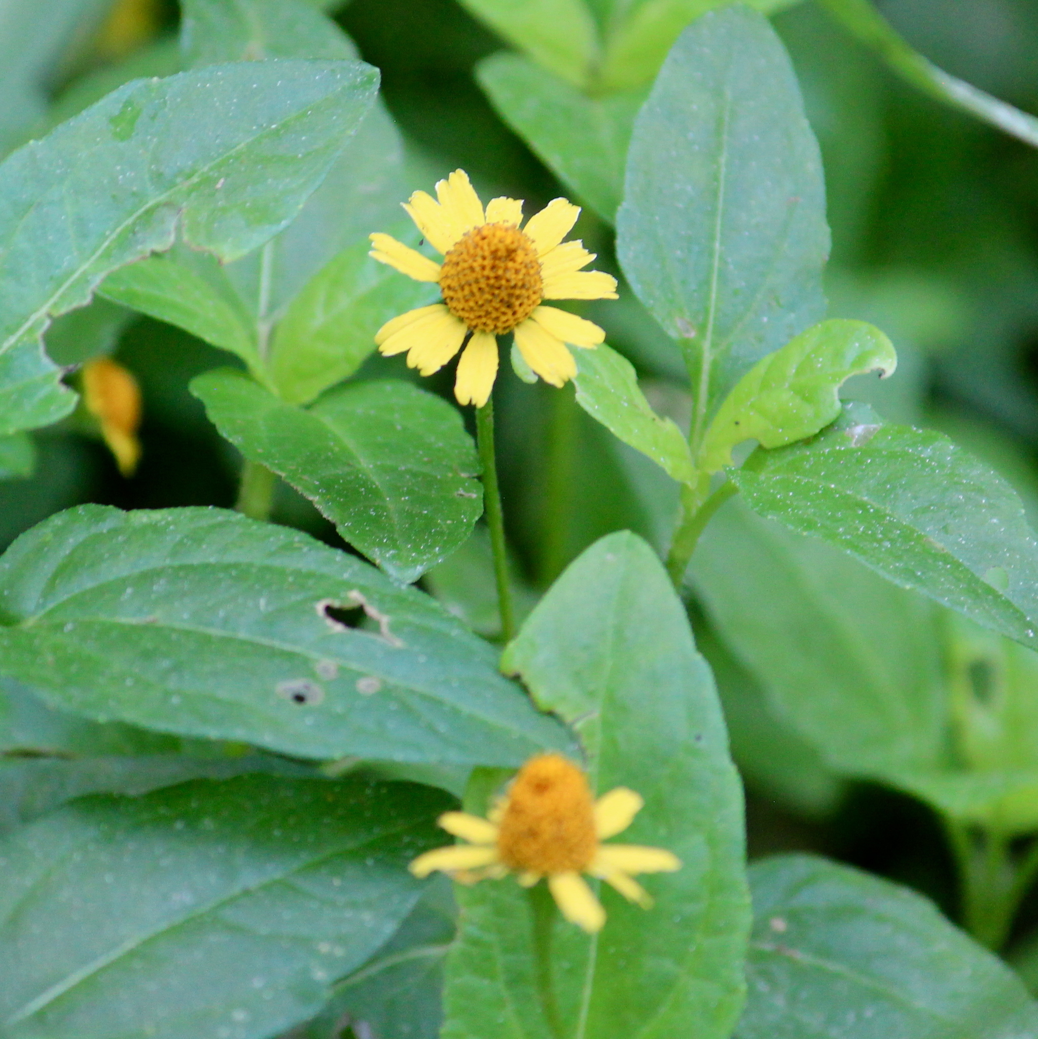 Acmella repens