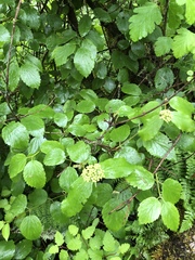 Viburnum ellipticum