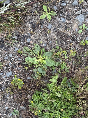 greater plantain