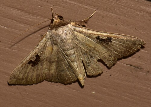 Brown Panopoda Moth photo 4