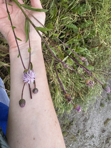 creeping thistle