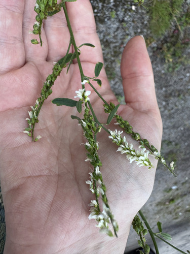 White Sweetclover