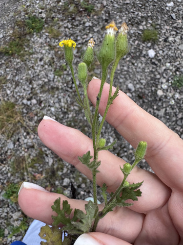 Sticky Groundsel
