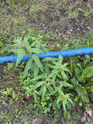 fireweed