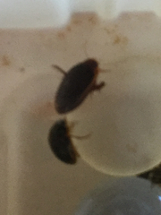 Tropisternus collaris