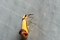 Crepidosceles timalphes