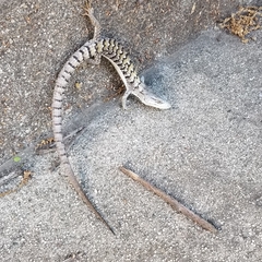 Elgaria multicarinata webbii