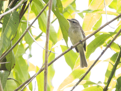 Nesotriccus incomtus