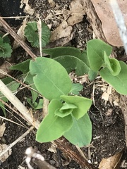 Mertensia virginica