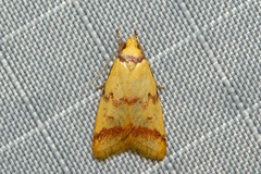 Heteroteucha anthodora