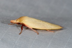 Wingia rectiorella