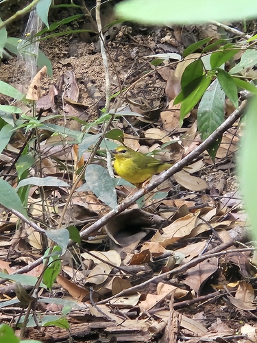 Flavescent Warbler
