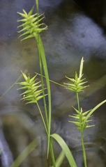 Carex lonchocarpa