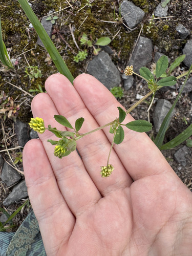 Black Medick