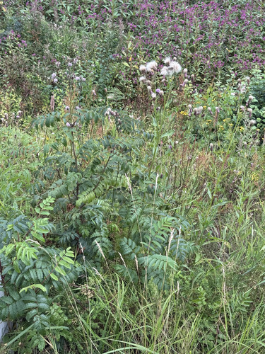 creeping thistle