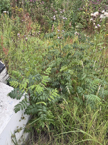 European mountain ash