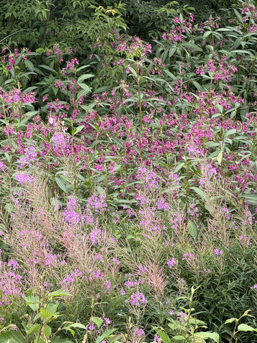 Himalayan balsam
