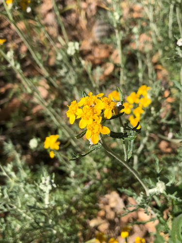 Eriophyllum confertiflorum, photograph 6