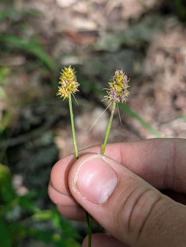 Carex cephalophora, 2026-08-04