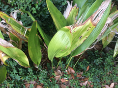 Aspidistra