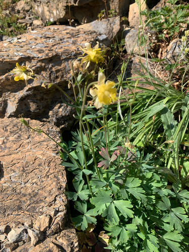 Aquilegia flavescens, photograph 5