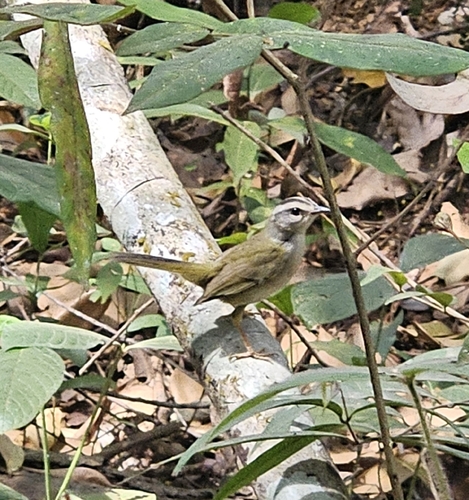 Golden-crowned Warbler
