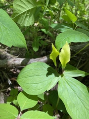 Trillium tennesseense